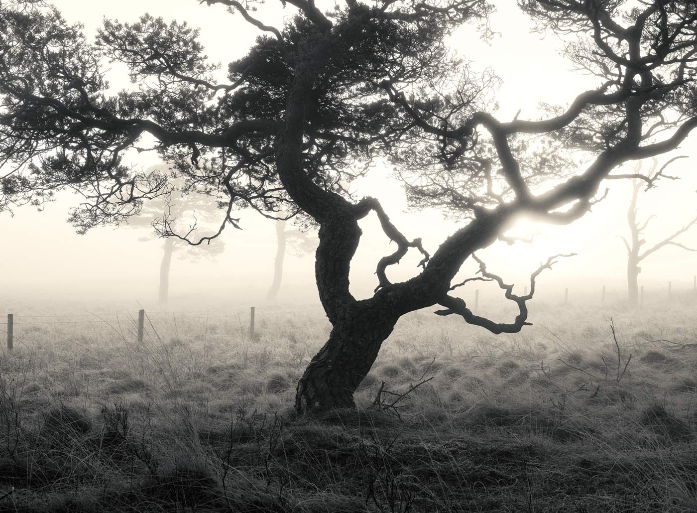 Ian Biggs - Trees Mist